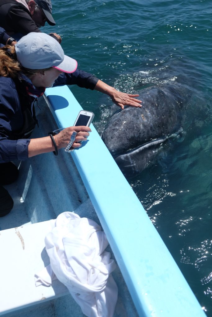 Deb petting a sweet baby gray whale 