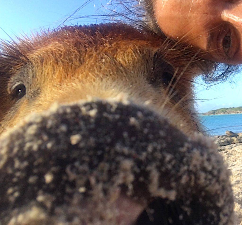 Selfie with a swimming pig