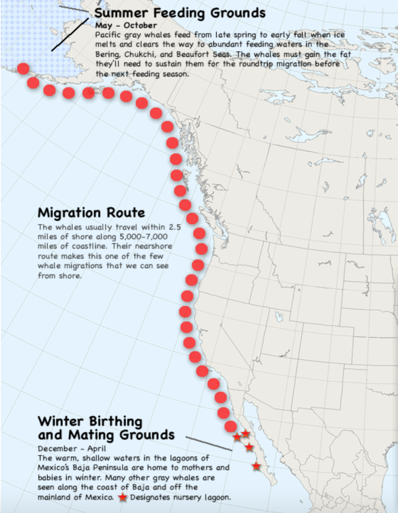 Whale migration map of the gray whale