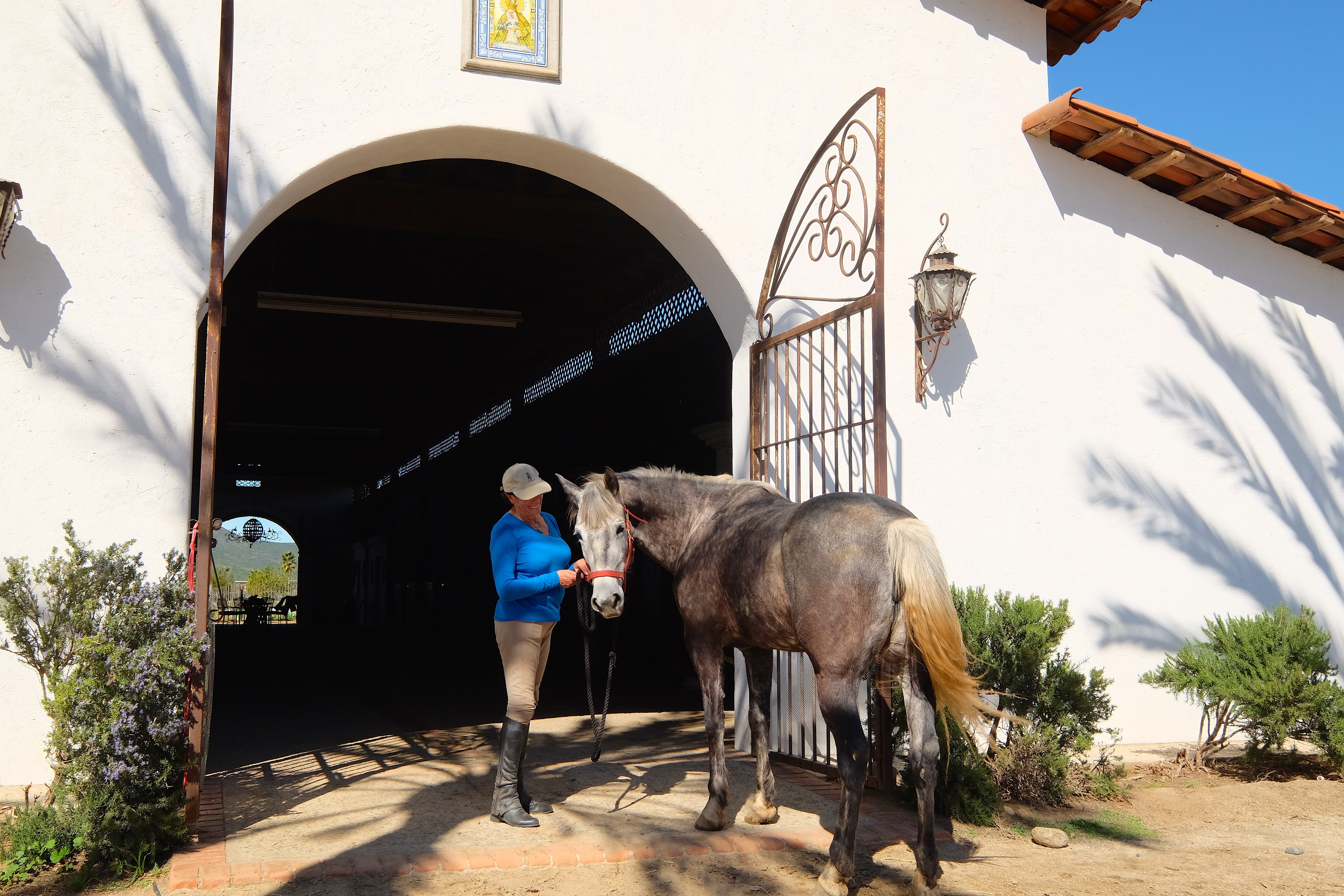 Adobe Guadalupe's prize winning horses in Baja. 