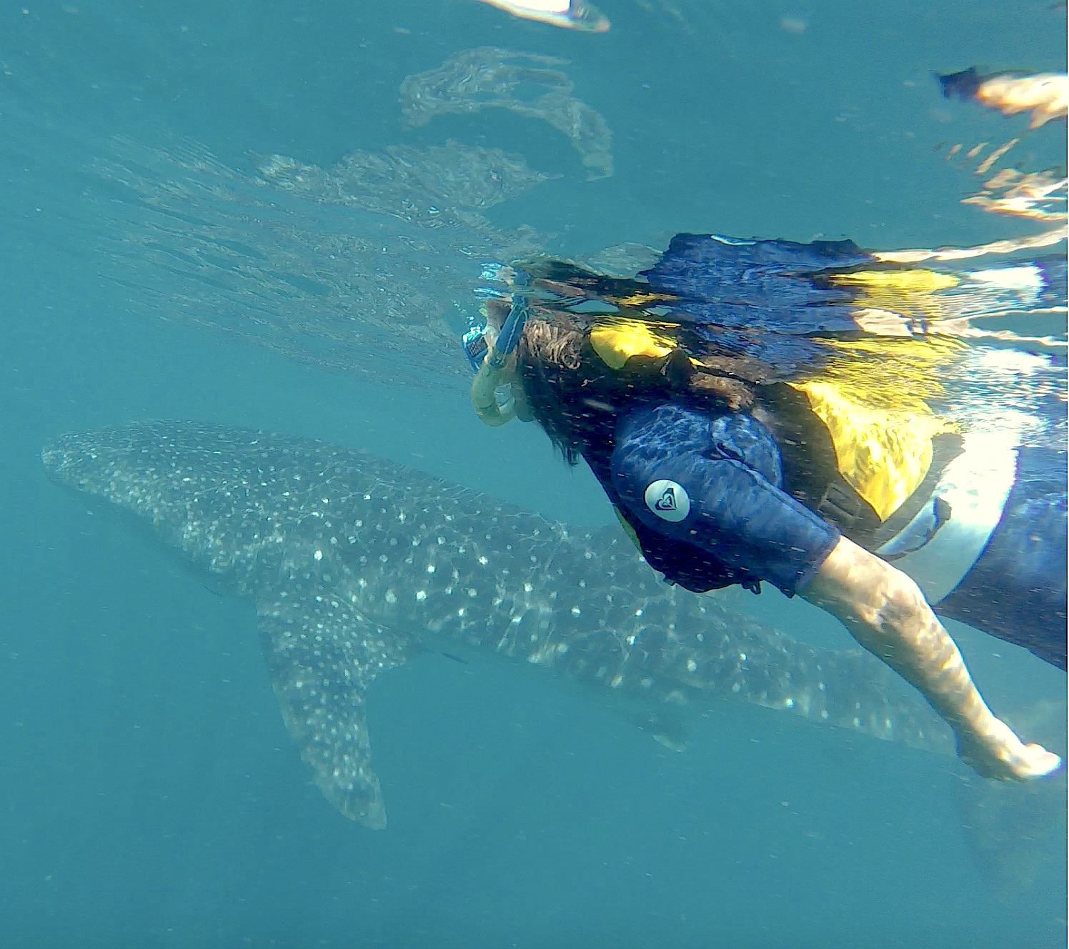 Swimming with whale sharks in La Paz.