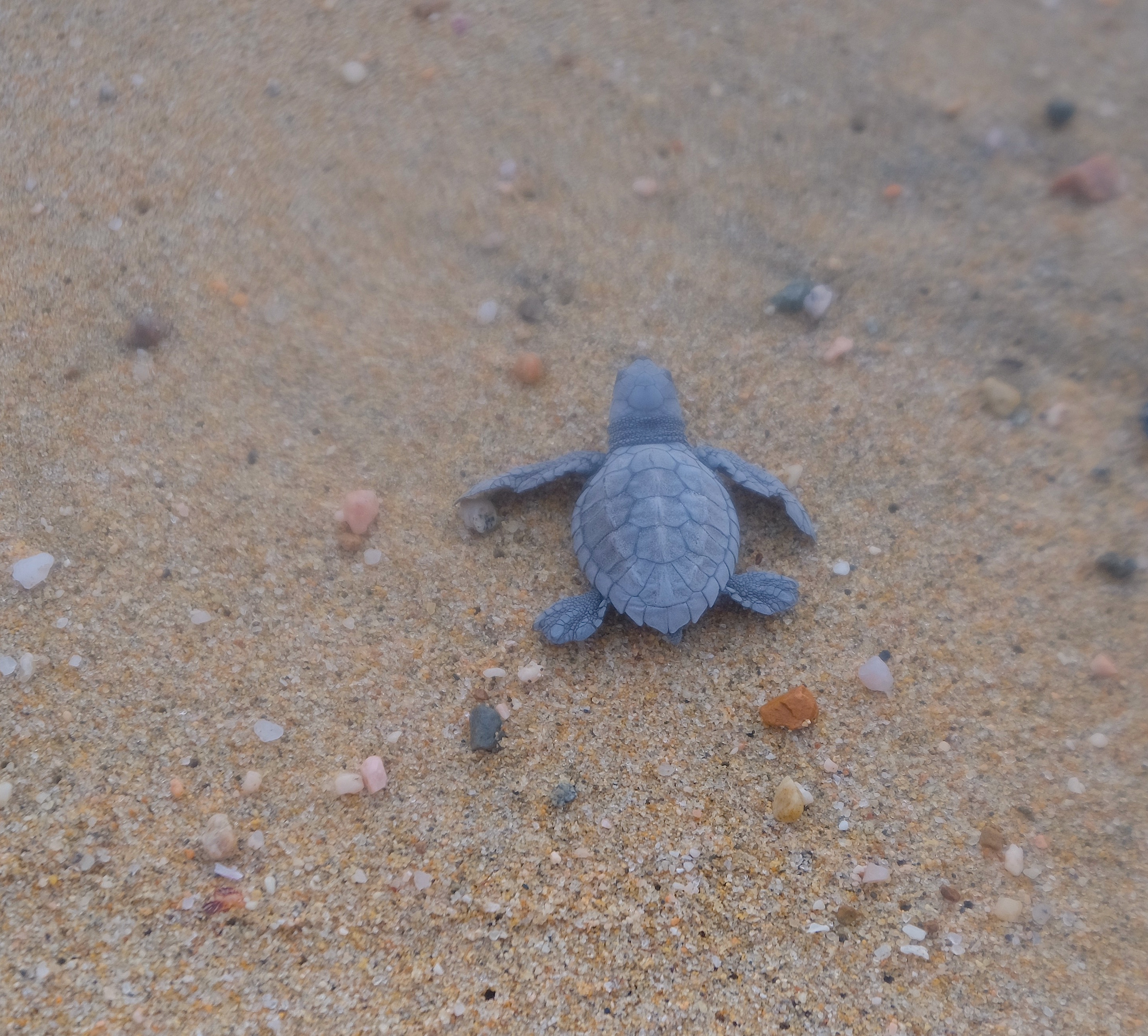 Sea turtles release program in Baja. 