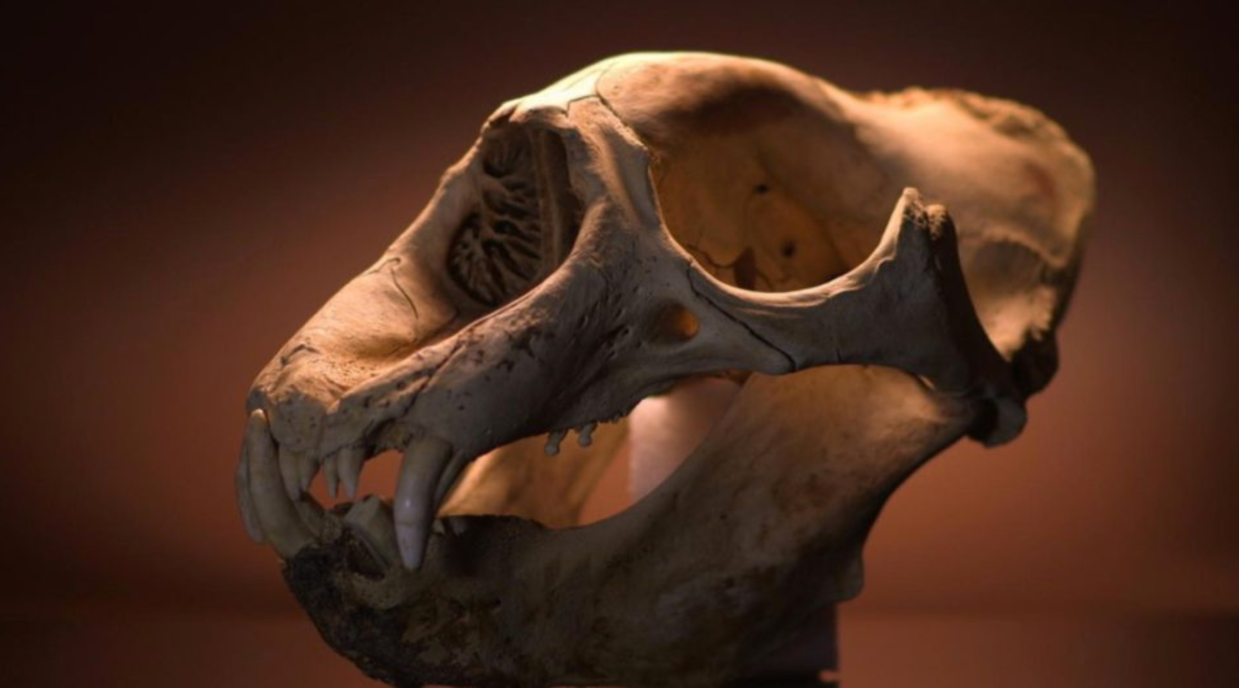Skull at San Diego Natural History Museum.