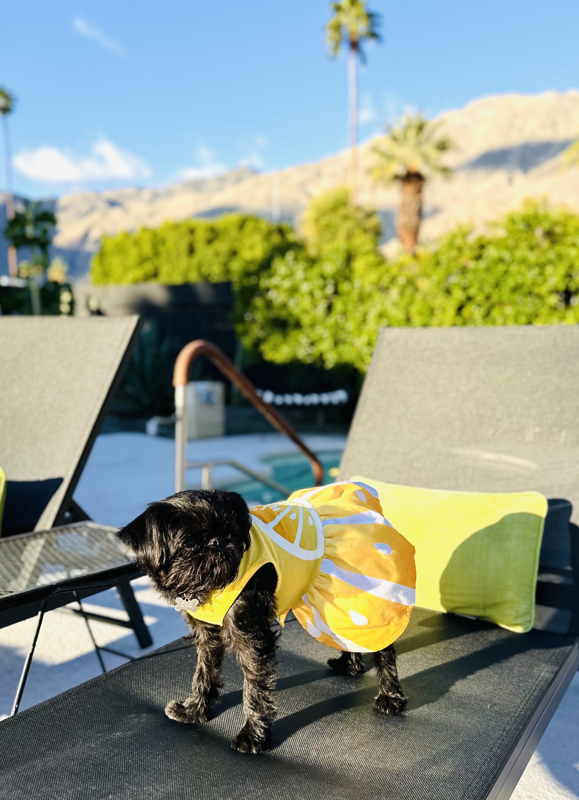 Pet friendly Palm Springs. 