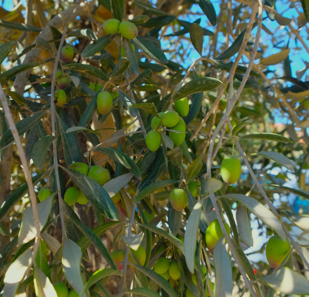 Olive trees on Baja Wineries estate