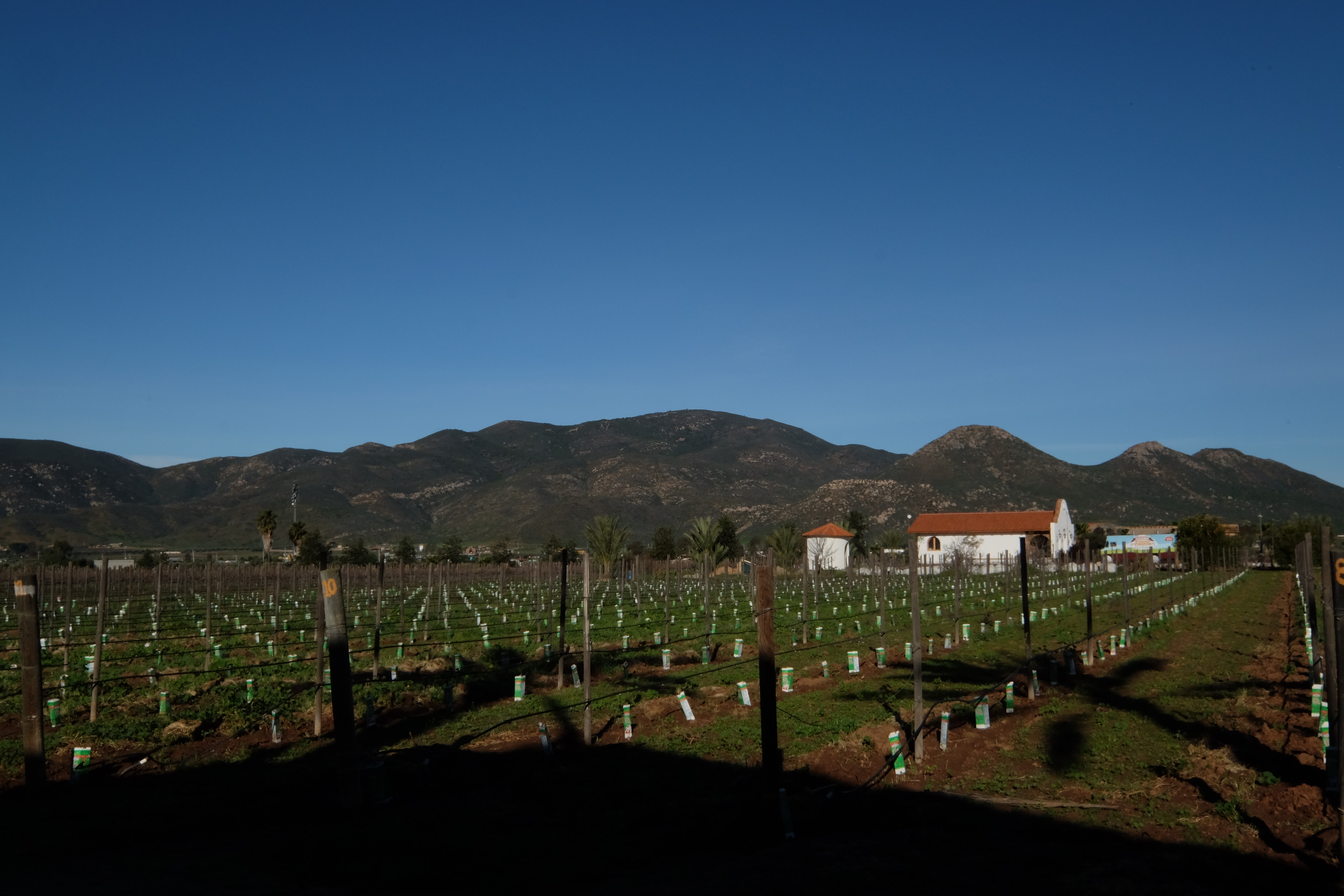 Vineyards at Baja Adobe Guadalupe.
